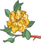 传统花卉33