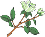 传统花卉39