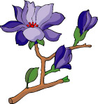 传统花卉44