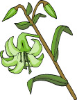 传统花卉62