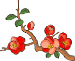 传统花卉74