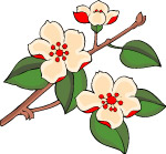 传统花卉76