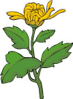 传统花卉87