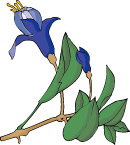 传统花卉89