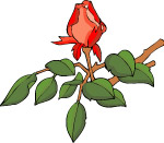 传统花卉90