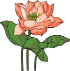 传统花卉95