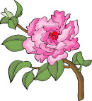 传统花卉96