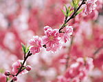春暖花开