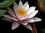 莲花