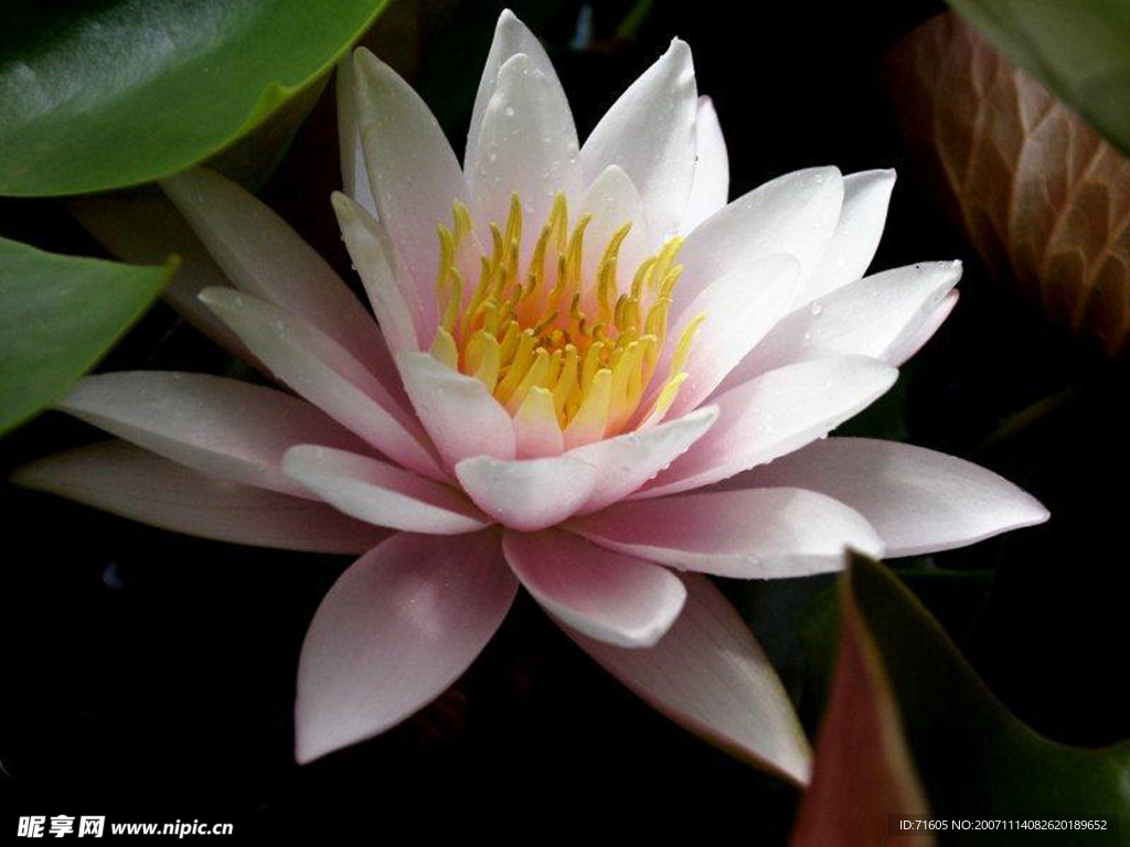 莲花