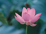 莲花