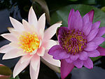 莲花
