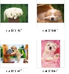 狗狗 卡哇一没话说
