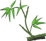 传统树木56
