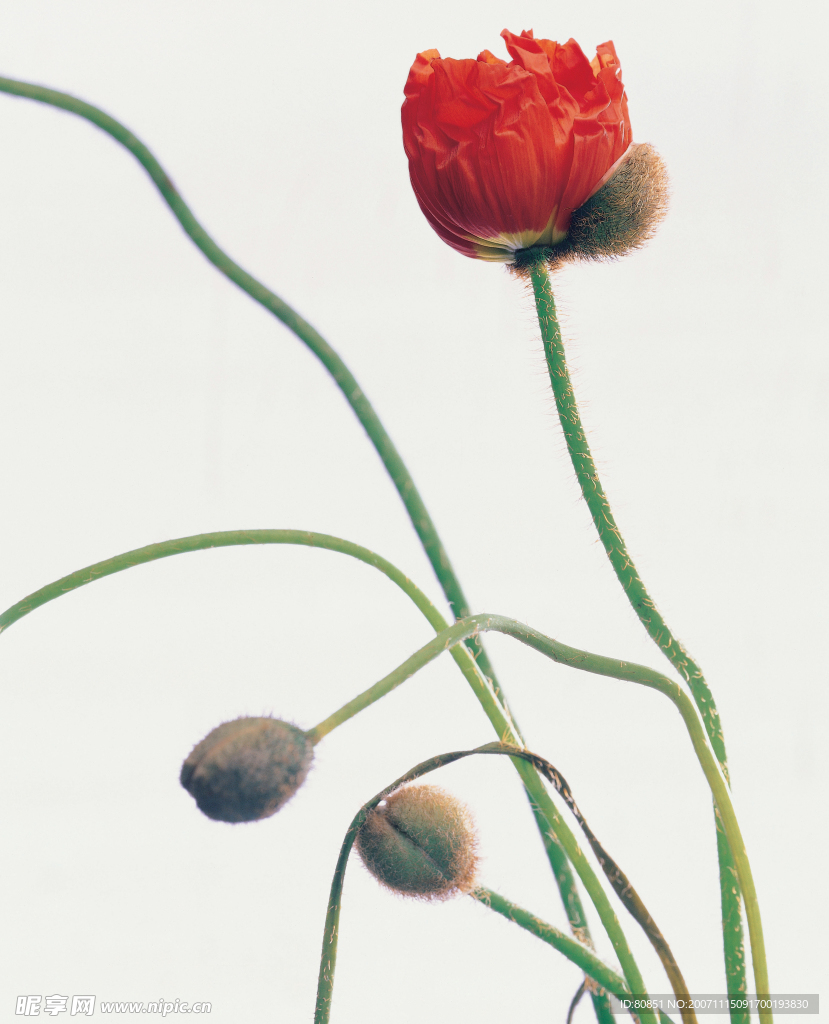 长形状花 补