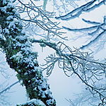 冬天雪景