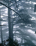 山