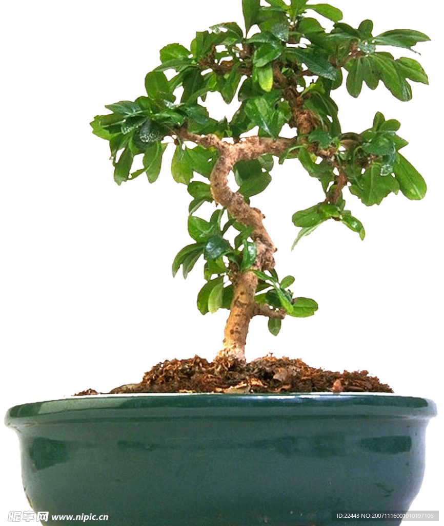 盆栽花卉