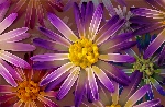花纹 分层 字体 韩国 素材 设计 经典 漂亮 唯美