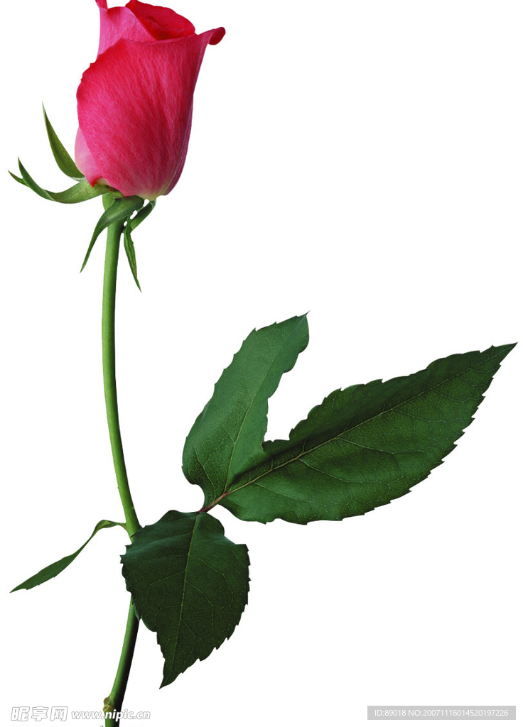 去背玫瑰花