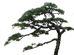 迎客松