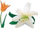 花