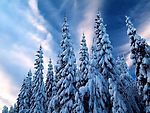雪松