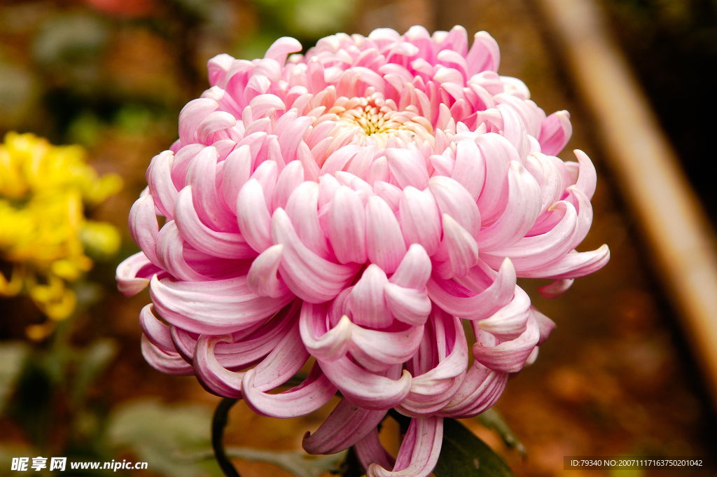 菊花