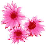 花  素材