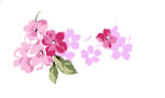 花  素材