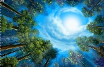 森林 天空