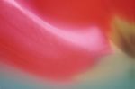 花瓣