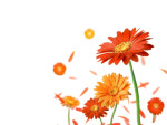 花psd