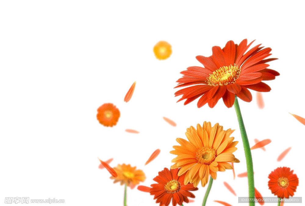 花psd