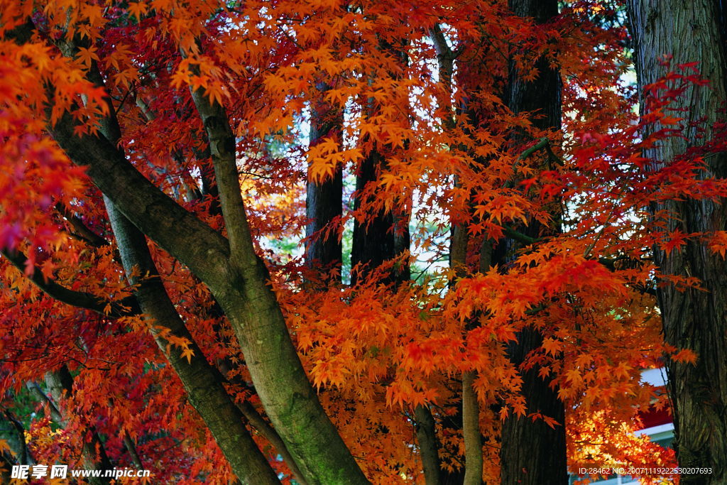 精品底纹素材-秋天景色