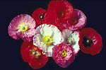 花丛