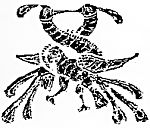 古典花纹