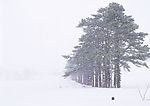 雪景14