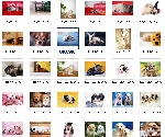 宠物猫狗素材