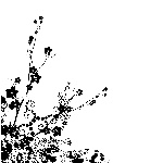 精品花草素材