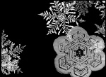 雪花