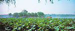 大明湖