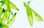 蔬菜与水果