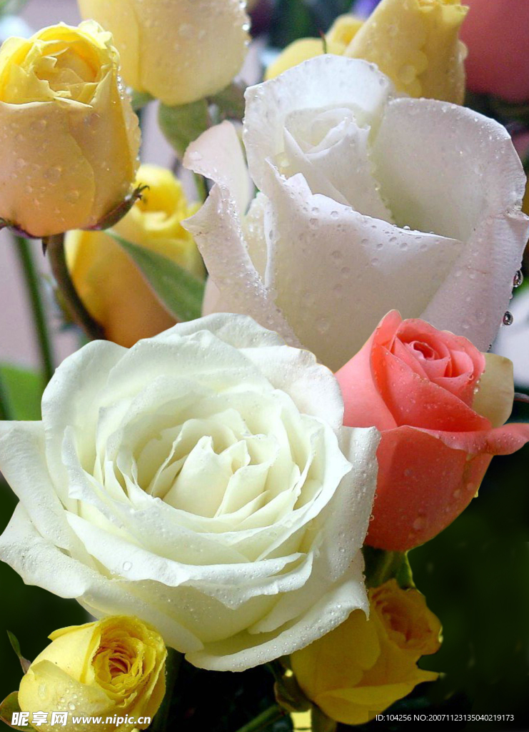 玫瑰花