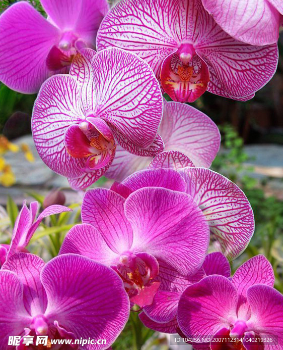 花卉