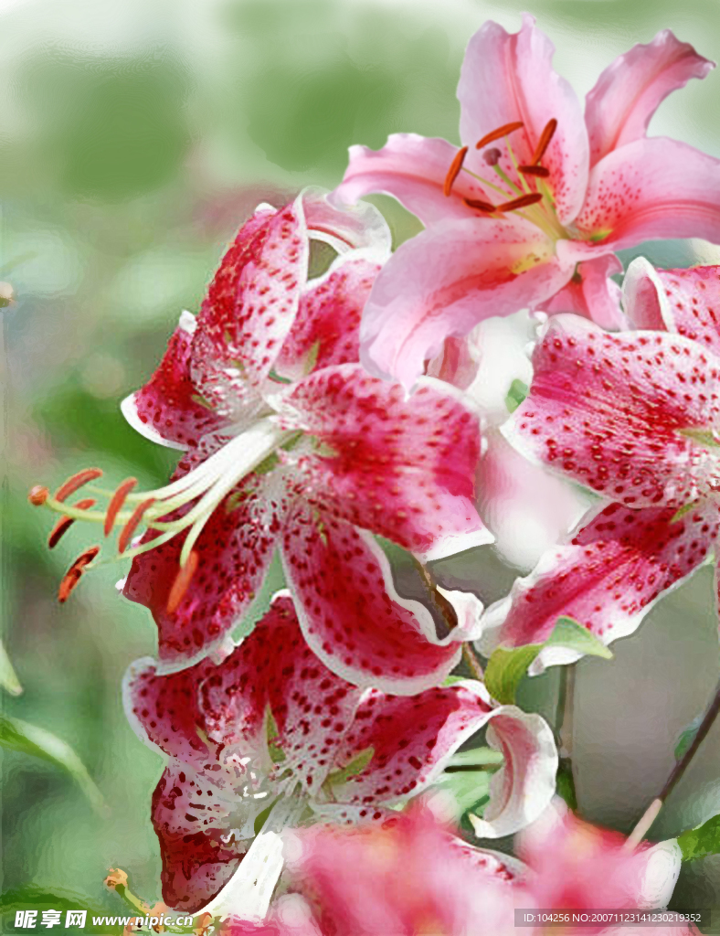 花卉