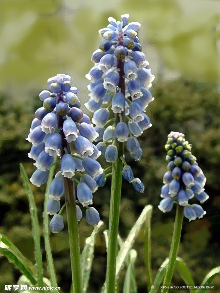 花卉
