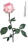 情人节