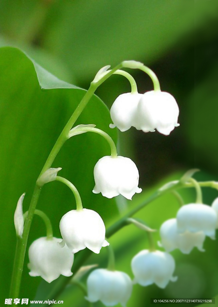 花卉