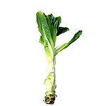 蔬菜与水果